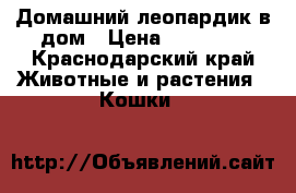 Домашний леопардик в дом › Цена ­ 13 000 - Краснодарский край Животные и растения » Кошки   